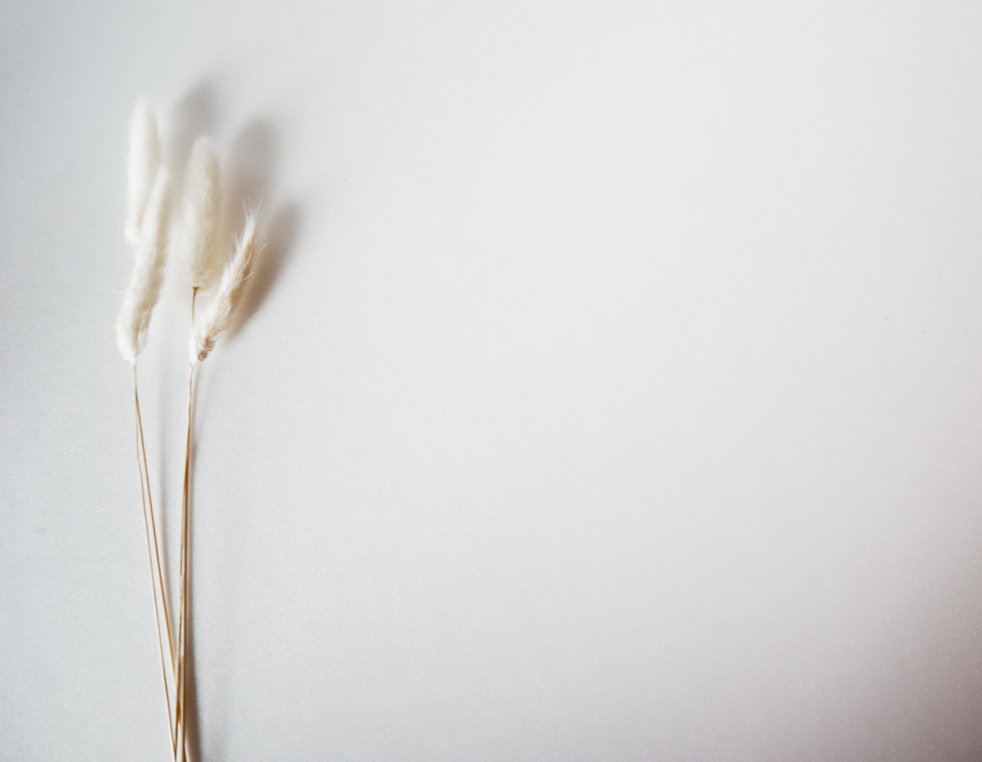 White Lagurus on White Background